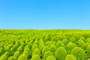 Field of green Kochia and the blue sky