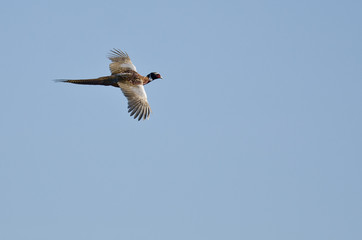Ring-Necked Pheasant Flying in a Blue Sky
