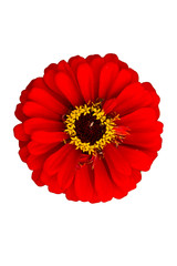 Shine red zinnia flower