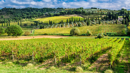 Fototapeta na wymiar Vineyard near Montalcino in Tuscany