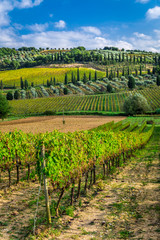 Fototapeta na wymiar Plantation of vines near Montalcino in Tuscany