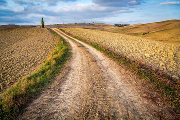 Fototapeta na wymiar Dirt road between brown fields in Tuscany