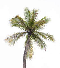 Coconut tree on white background