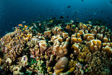 Various reef fishes, Gili Lombok Nusa Tenggara Barat underwater