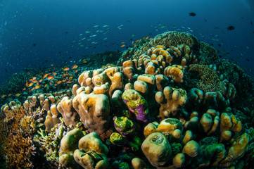 Various reef fishes, Gili Lombok Nusa Tenggara Barat underwater