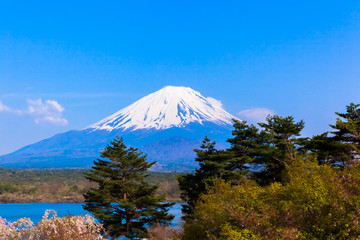 Fototapeta premium Drzewa i góra Fuji