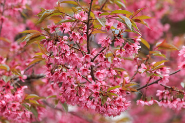 close up nature