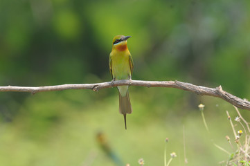 Blue-tailed bee-eater
