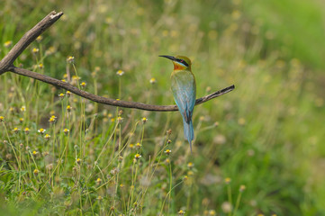 Blue-tailed bee-eater