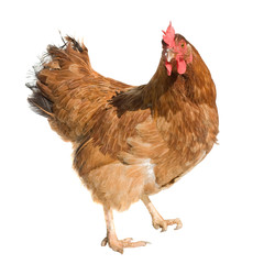 Brown hen isolated on white