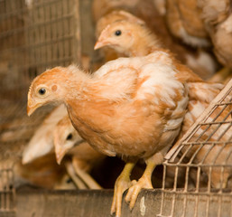 Chickens. Poultry farm