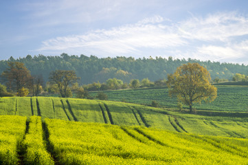 kwitnące pola jesienią © Mike Mareen