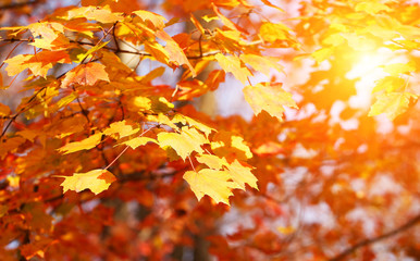 Autumn Maple Yellow Leaves. Outdoor. Fall Background