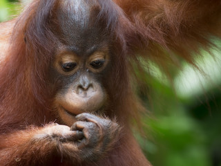 Borneo Orangutan