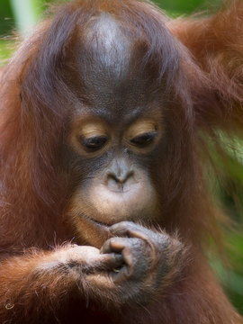 Borneo Orangutan