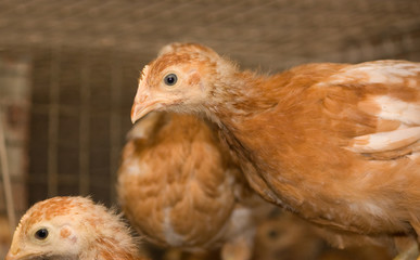 Chickens. Poultry farm