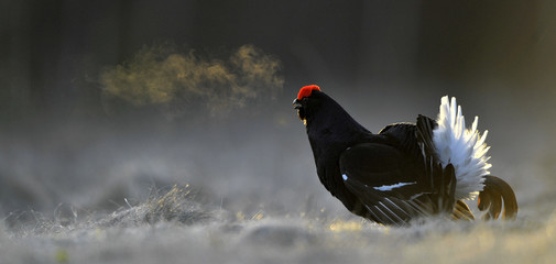 Lekking Black Grouse ( Lyrurus tetrix).