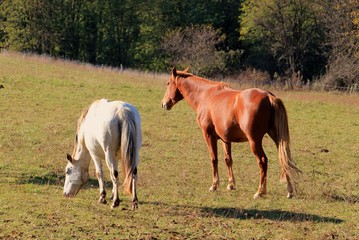 Couple de chevaux.