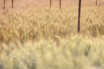 Golden barley field