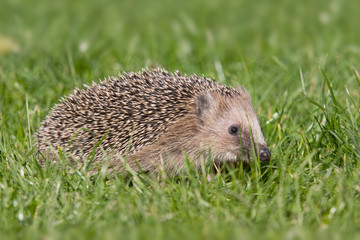 Igel