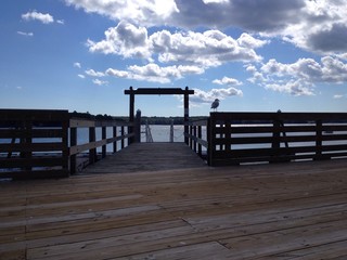 lone seagull standing on the dock rail 