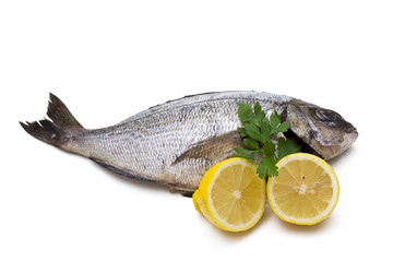 fresh fish isolated