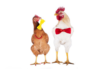 hen and rooster choose a tie for the holiday - obrazy, fototapety, plakaty
