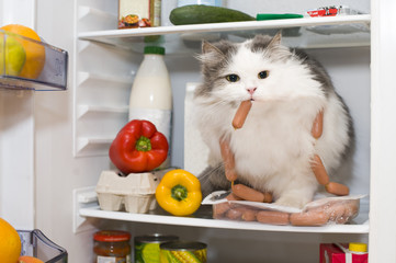 cat steals sausage from the refrigerator - 72649529