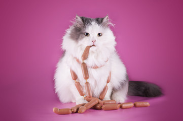 fat cat is eating a sausage on a pink background - 72649534