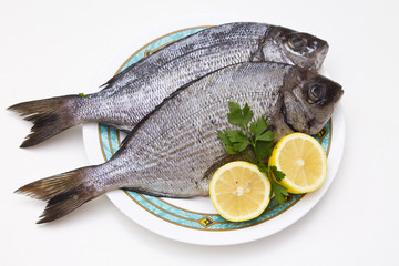 fresh fish isolated