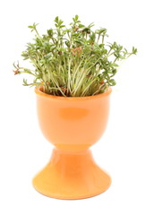 Fresh green watercress in orange cup. White background