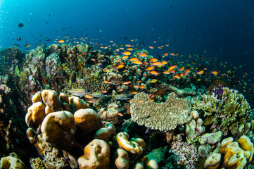 Fototapeta na wymiar Coral reef, fishes in Gili Lombok Nusa Tenggara Barat underwater