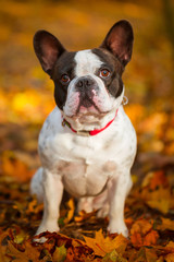 Portrait of french bulldog in autumnal scenery