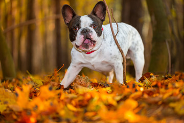 Fototapeta premium Portrait of french bulldog in autumnal scenery