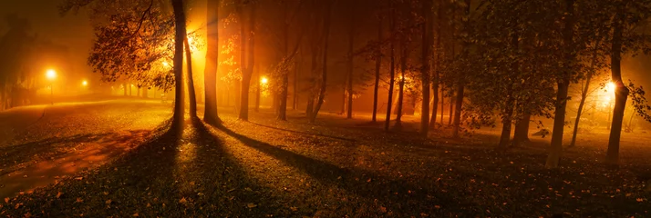 Panoramic view of trees on a foggy night in park © aboutfoto