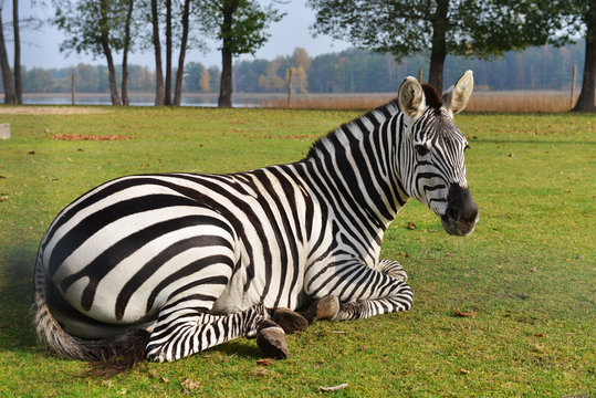 Fototapeta zebra in field