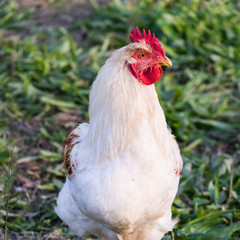White rooster