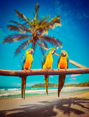 Fototapeta na wymiar Parrots Blue-and-Yellow Macaw on beach