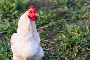 White rooster