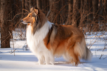Rough collie in winter forest. - obrazy, fototapety, plakaty