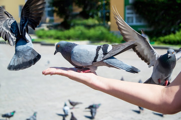 Pigeons are eating sunflower seeds