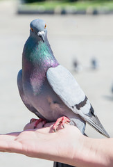 Pigeon on hand