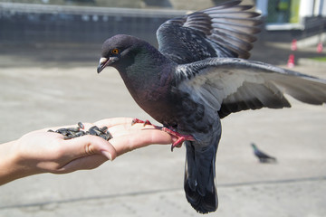 Pigeon on hand