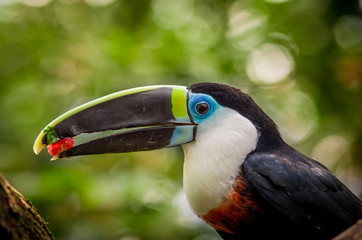 beautiful blue green red white black toucan bird