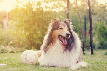 Rough collie and a ball. - obrazy, fototapety, plakaty
