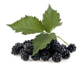 mulberry-tree