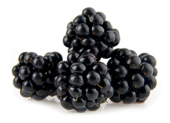 mulberry-tree