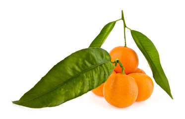 mandarines