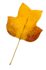 Yellow poplar leaf © Tania Zbrodko