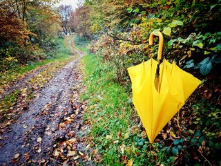 Matschiger Waldweg im Herbst